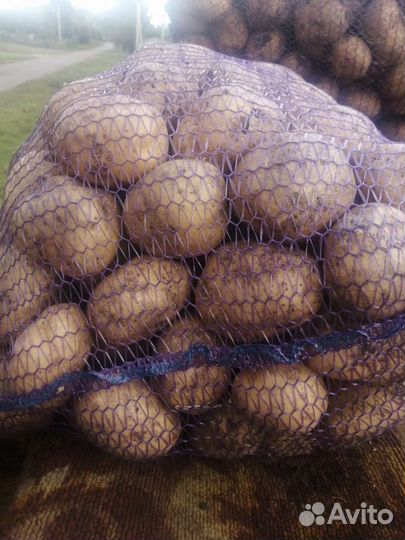 Картофель деревенский