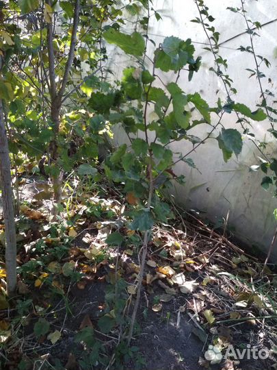 Огородные растения