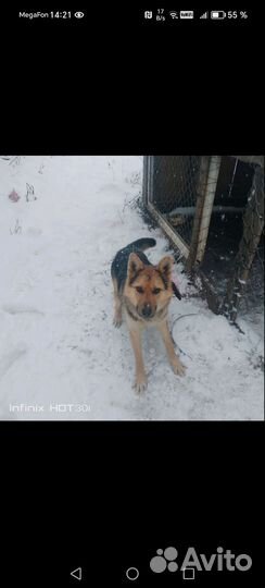 Восточноевропейская овчарка