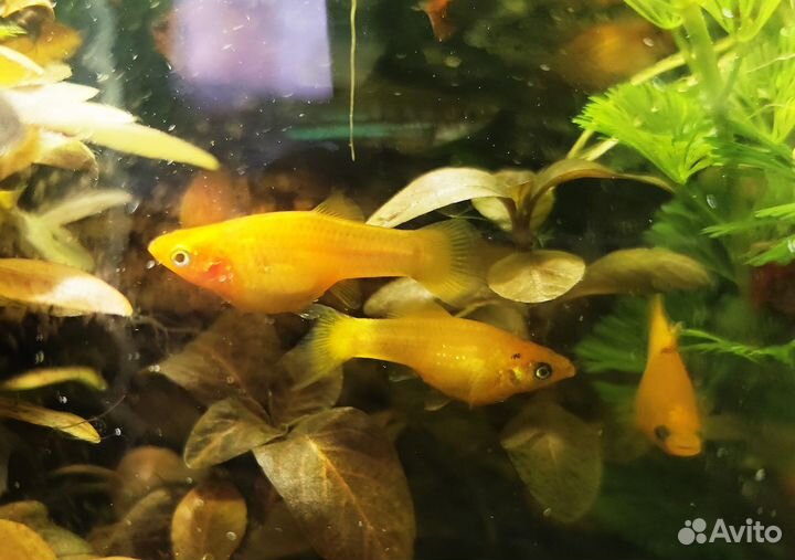 Моллинезия желтая с черными пятнышками