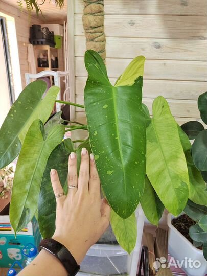 Филодендрон имбе вайт марбл