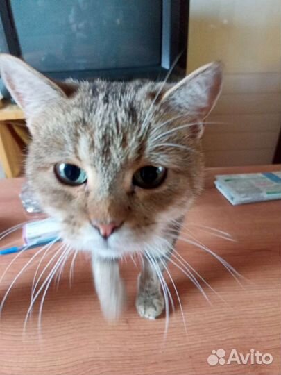 Мурка в добрые руки, стерилизована