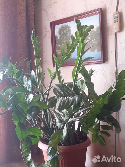 Замиокулькас