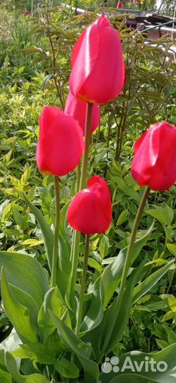 Луковицы тюльпанов