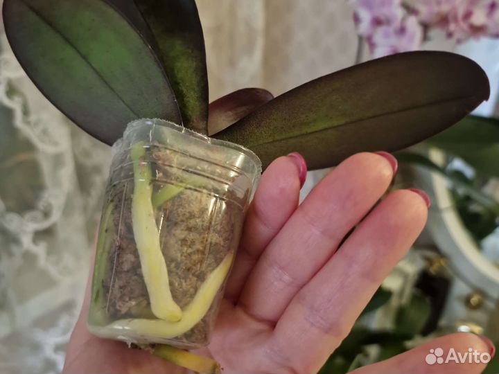 Орхидея фаленопсис бабочка