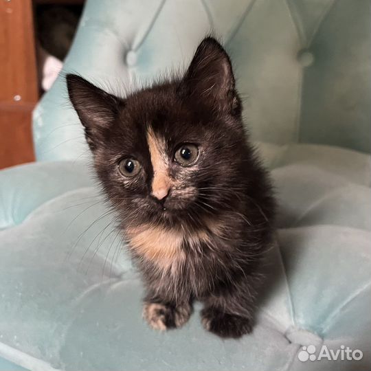 Котята
