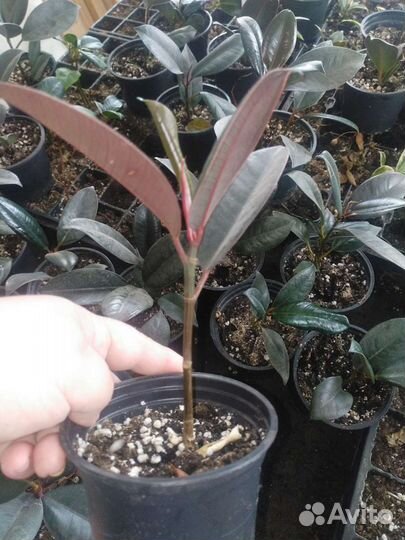 Рассада фикусов