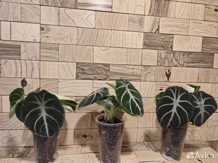 Алоказия ниндзя