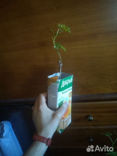 Виноград Викинг