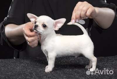 Чихуахуа щеночки мальчики