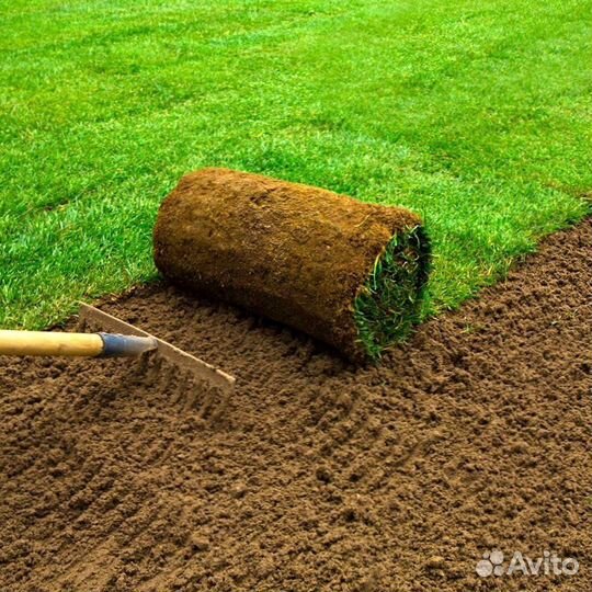 Газон рулонный