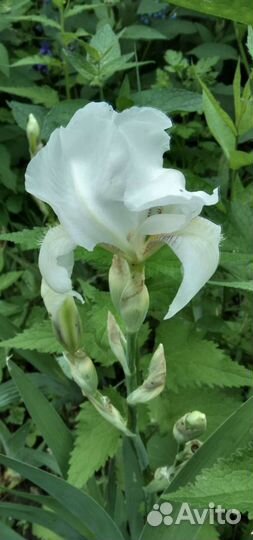 Цветы садовые многолетники