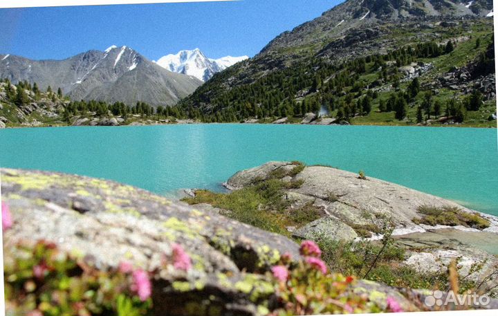 Алтай летом тур путевка экскурсия 6-8 дней