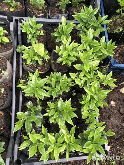 Саркококка