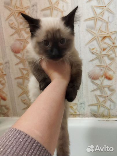 Сиамский котёнок