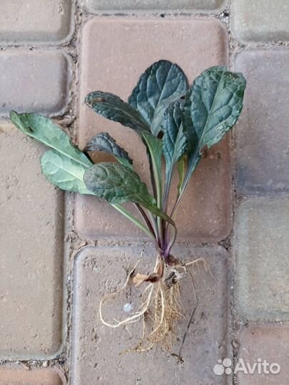 Живучка ползучая