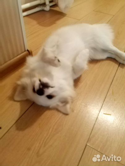 Белый шпиц
