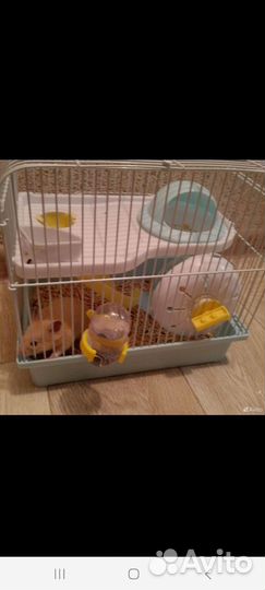 Серийский хомяк