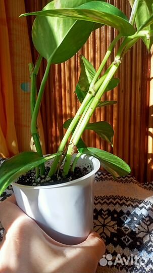 Эпипремнум золотистый