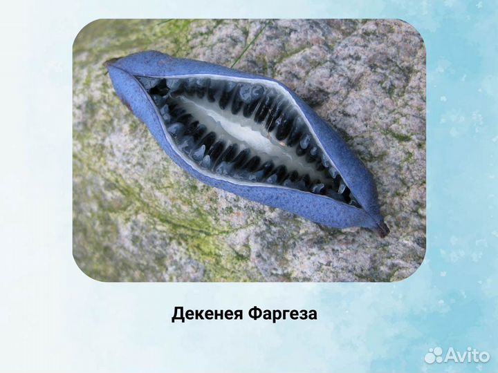 Декенея Фаргеза