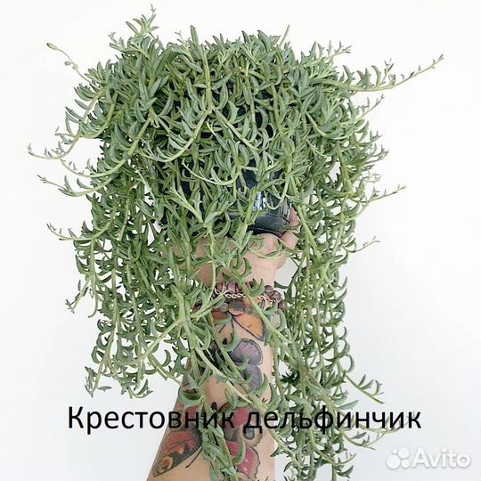 Крестовник