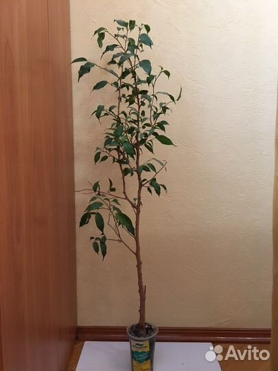 Толстянка крассула, фикус бенжамина