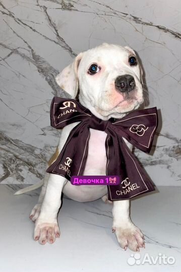 Стаффордширский терьер