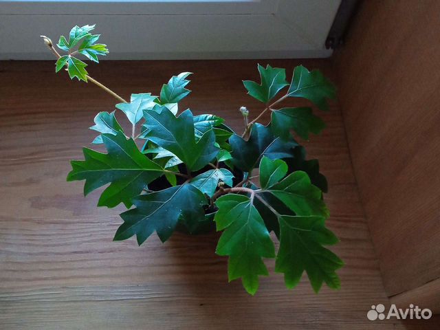 Циссус березка