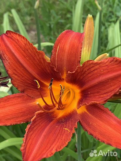 Хоста Спирея Лилейник зкс