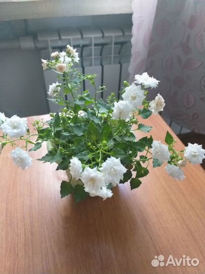 Продам растения для дома,офиса