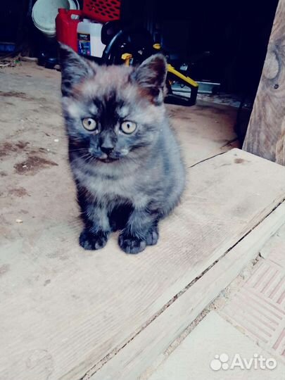 Британские котята