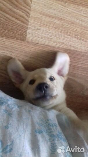 Вязка Лабрадора