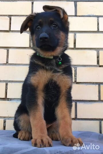 Крупный кобель