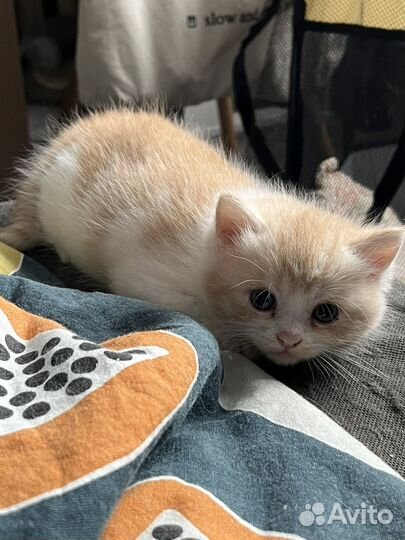 Котята британец шотландцы