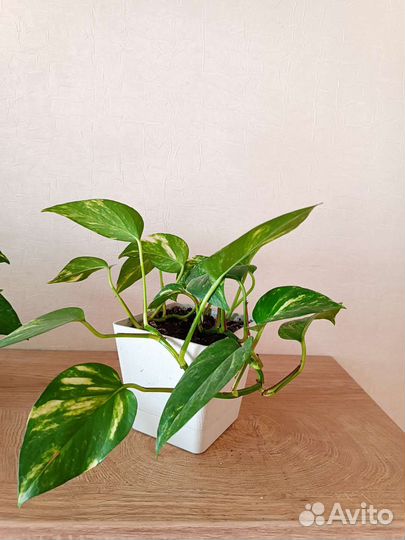 Сциндапсус (эпипремнум золотистый) лиана