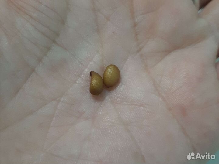 Магония падуболистная семена в ягодах