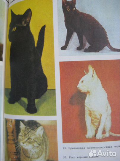 Ю.Филиппов Домашние кошки / породы, лечение и проч