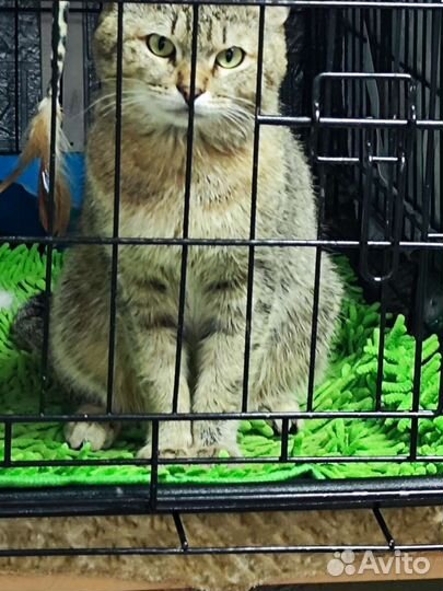 Кот в поисках дома