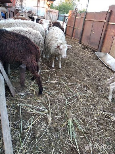 Овцы бараны