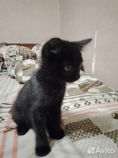 Отдам в добрые руки