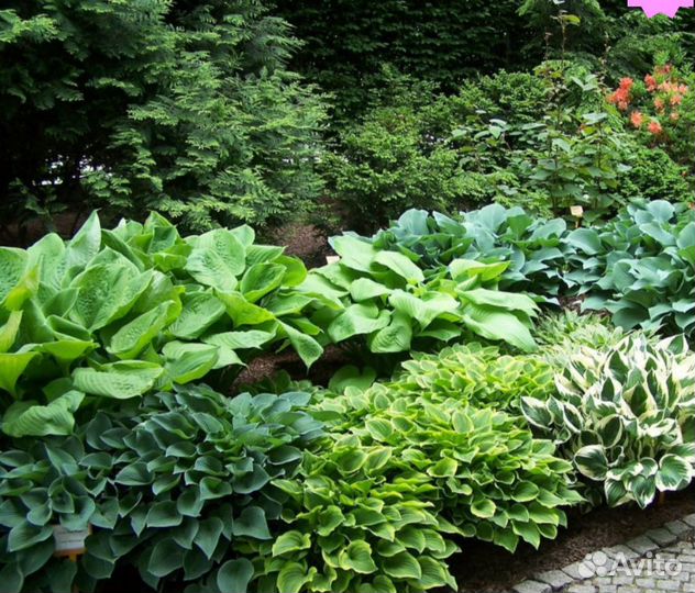 Хосты сортовые