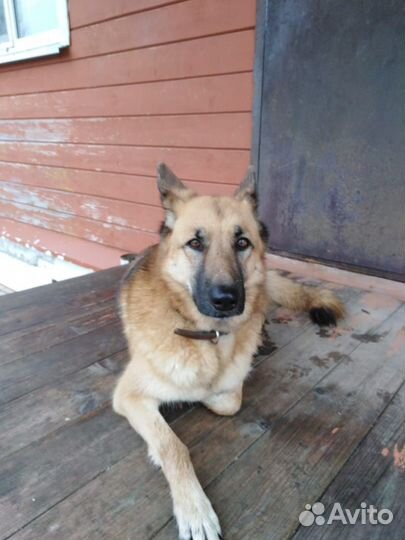 Найдена собака