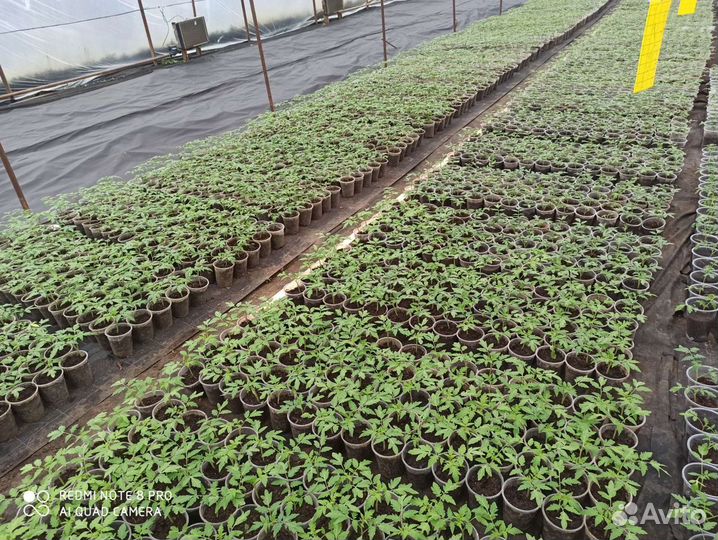 Рассада помидор