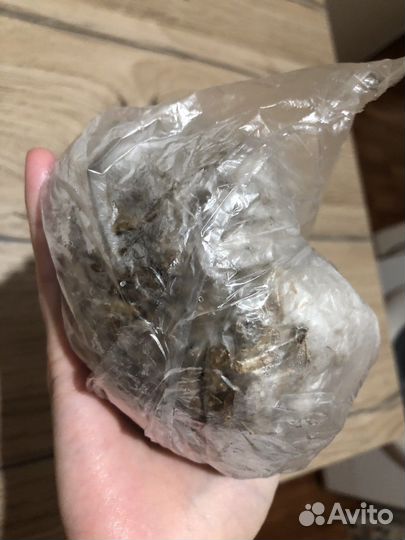 Сверчки домовые замороженные