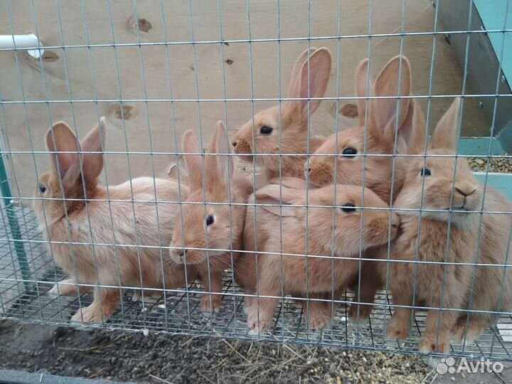 Кролики породы Бургундия