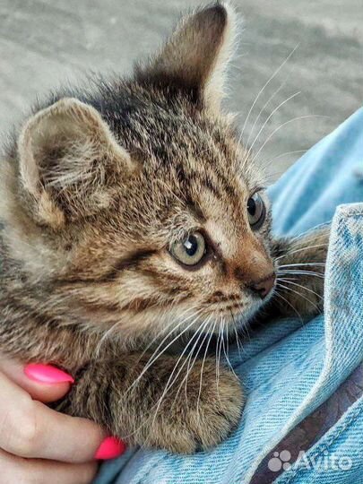 Котята-автомеханики (2,5 месяца)