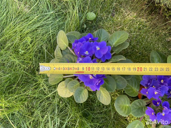 Фиалки взрослые 22-26 см