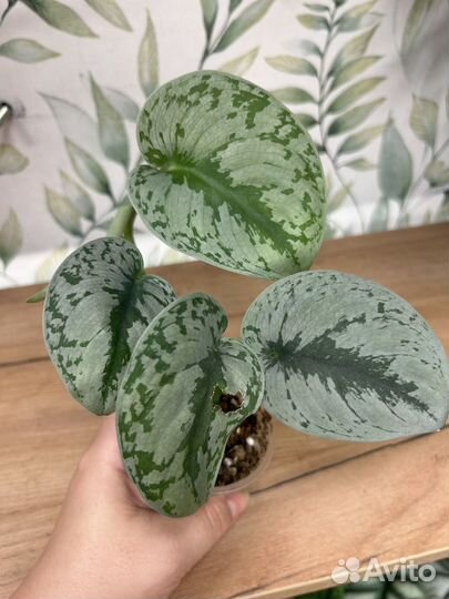 Эпипремнум Марбл квин