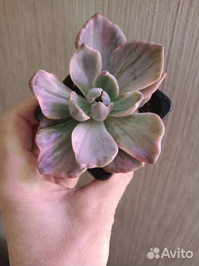 Суккуленты