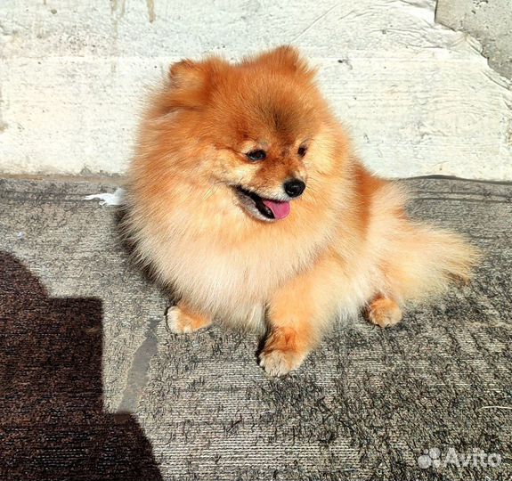 Собака шпиц